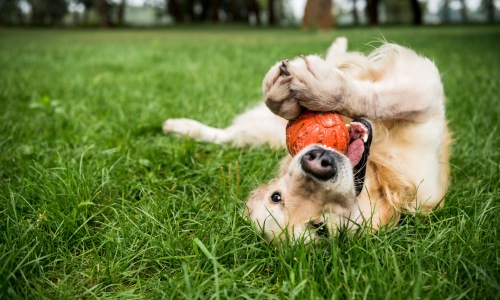 Local Pet Shops Cover Image Local Pet Shops Cover Image